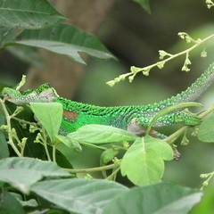 Bradypodion damaranum