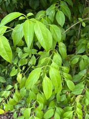 Chiococca alba