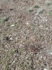 Eriogonum nudum