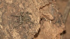 Stenaelurillus gabrieli