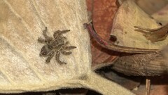 Stenaelurillus gabrieli