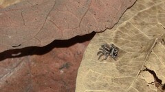 Stenaelurillus gabrieli