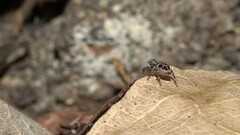 Stenaelurillus gabrieli