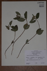 Asclepias ovalifolia