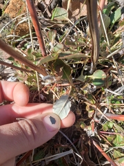 Eriogonum nudum