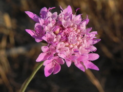 Sixalix atropurpurea