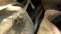 Stenaelurillus gabrieli