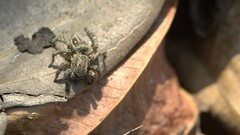 Stenaelurillus gabrieli