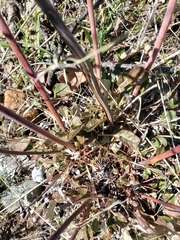 Eriogonum nudum