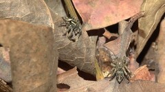 Stenaelurillus gabrieli