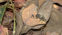 Stenaelurillus gabrieli