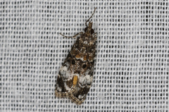 Eudonia protorthra