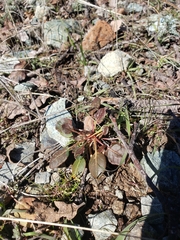 Eriogonum nudum