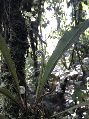 Polypodiaceae