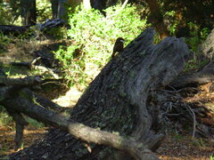 Pygarrhichas albogularis