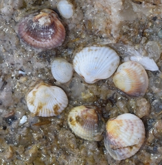 Cerastoderma glaucum