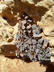 Sarcocapnos enneaphylla