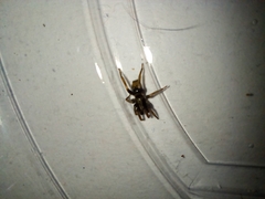 Latonigena