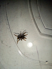 Latonigena