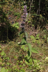 Stachys germanica