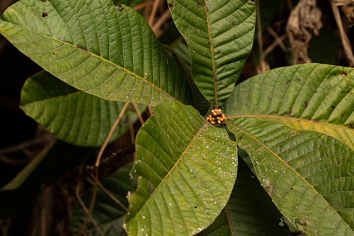 Pouteria alnifolia var. alnifolia image