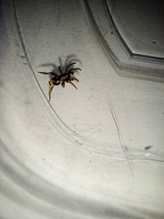 Latonigena