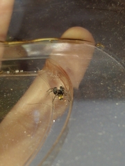 Latonigena