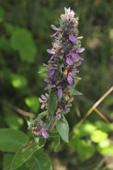 Stachys germanica