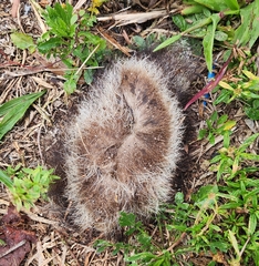 Didelphis virginiana