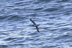 Calonectris diomedea