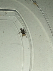 Latonigena