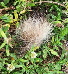 Didelphis virginiana