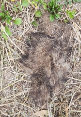 Didelphis virginiana