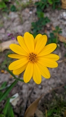 Aspilia montevidensis