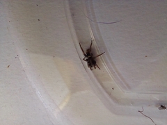Latonigena