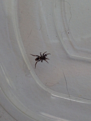 Latonigena