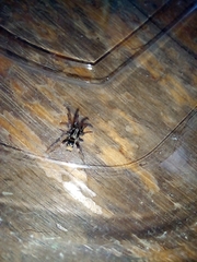 Latonigena