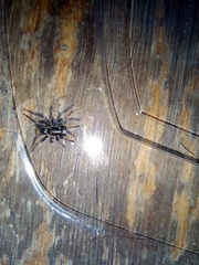 Latonigena