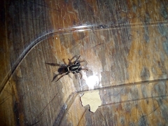 Latonigena