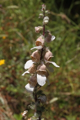 Digitalis lanata