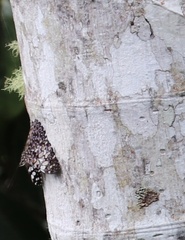 Hamadryas feronia