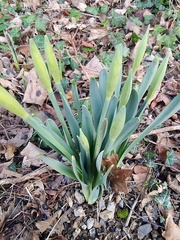 Narcissus pseudonarcissus