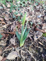 Narcissus pseudonarcissus