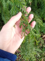 Chamaecyparis lawsoniana