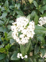 Viburnaceae