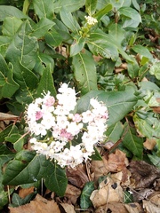 Viburnaceae