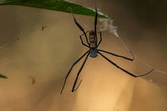 Trichonephila fenestrata