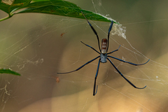 Trichonephila fenestrata