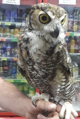 Bubo