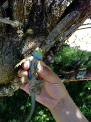 Sceloporus formosus